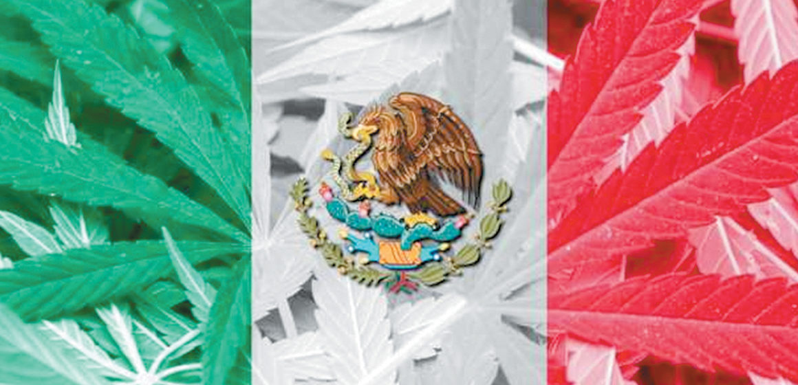 Legislación de cannabis en México, ¿para cuándo?