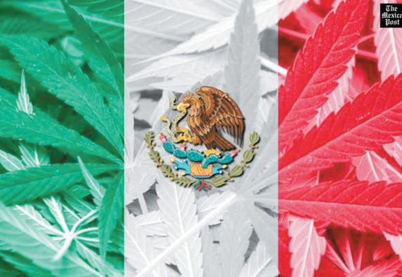 Legislación de cannabis en México, ¿para cuándo?