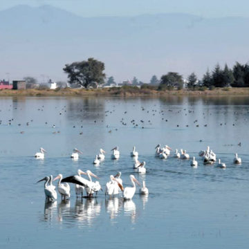 Santuario del Bordo de San Pablo Autopan recibe a los primeros pelícanos