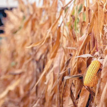 Estados Unidos se dice ‘decepcionado’ por decreto de AMLO sobre maíz