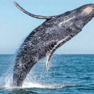 Alrededor de 157 ballenas gris adultas y 27 crías son vistas en BCS