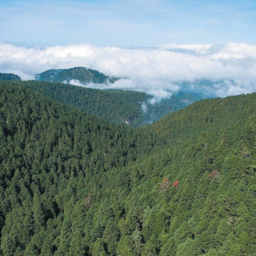 Promueve GEM programas para el manejo sustentable de los bosques y desarrollo de las comunidades forestales