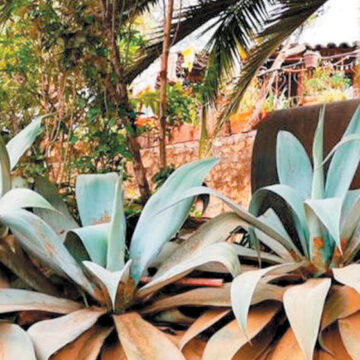 Se descubren en Jalisco dos nuevas especies de agaves endémicas