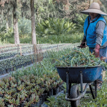 SEDEMA lanza convocatoria del programa “Bienestar para el Bosque 2023”