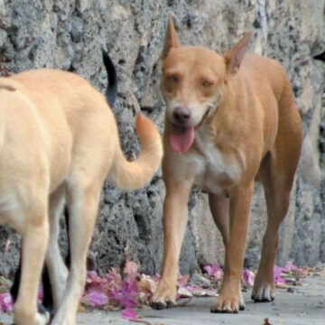 Buscan disminuir población de perros y gatos callejeros en Edoméx