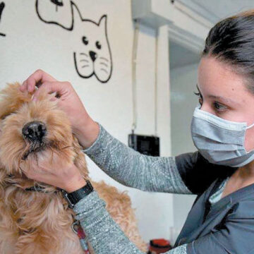 Metepec invita a jornadas de esterilización de mascotas