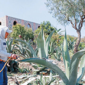 Se convierte el maguey pulquero en un ícono de la cultura mexiquense