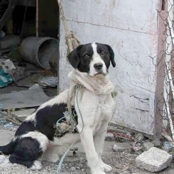 70% de mascotas mexicanas sufren algún tipo de maltrato