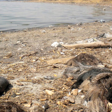 Alertan sobre la grave baja de aves en la Laguna de Zumpango