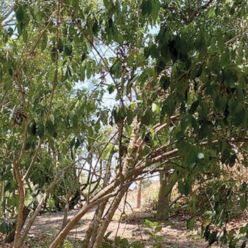 Altos costos e inseguridad golpean a productores del campo en Jalisco