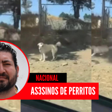 Excandidato de Tlaxcala le dispara a perrito a quema ropa