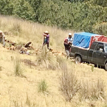 Tala clandestina devasta al Bosque de Agua en la CDMX; arrasan con hasta 400 árboles al día