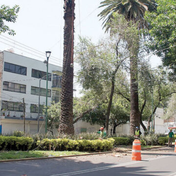 1.2 millones de árboles y 3 mil 700 palmeras están enfermas en la CDMX