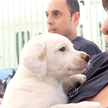 Chapultepec celebrará Día Internacional del Perro