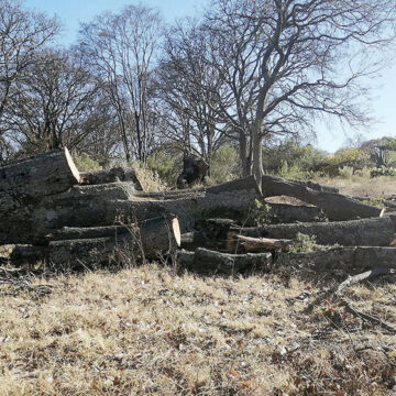 Piden operativos contra la tala en Villa del Carbón