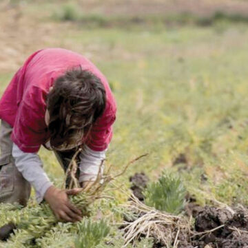 Harán inspecciones en campos agrícolas de Michoacán para evitar trabajo infantil