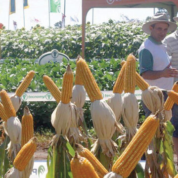 Temen crisis alimentaria por caída en producción de maíz en Guerrero