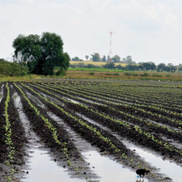 Por falta de lluvias, habrá déficit de más de 80 mil toneladas de trigo en Guanajuato