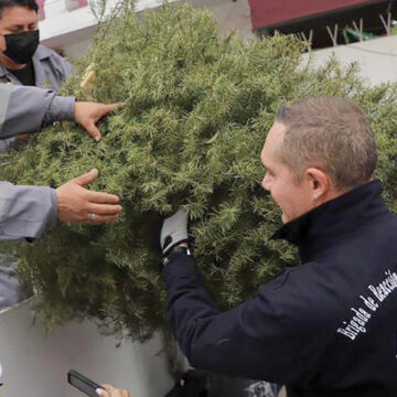 Arranca en Alcaldía Cuajimalpa la recolección de árboles de Navidad