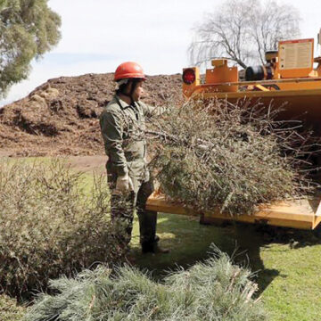 Inicia PROBOSQUE campaña de reciclaje de árboles de navidad naturales