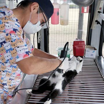 Durante una década UAEMéx ha contribuido a esterilizaciones gratuitas de perros y gatos