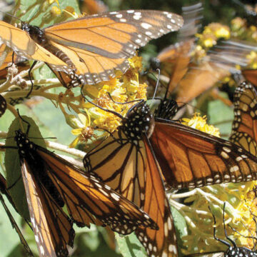 Superficie de la mariposa monarca en México cayó 59.3% respecto de 2023