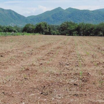 En Jalisco sequía afecta a más de 80% de los municipios