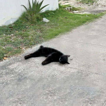 Mascotas mueren envenenadas en la región 260 de Cancún