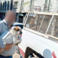 Cateo en Ecatepec permitió rescatar a dos perros maltratados