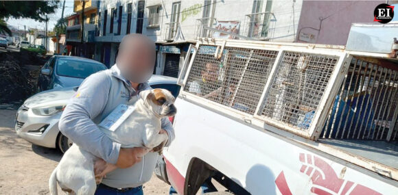 Cateo en Ecatepec permitió rescatar a dos perros maltratados