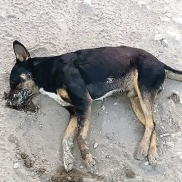 Crisis en Tepetlixpa: reportan 18 perritos envenenados, 8 han muerto