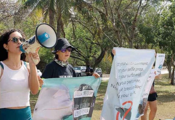 Se prepara manifestación en pro de delfines en Cancún