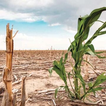 Éxodo en el agro de Aguascalientes a causa de la fuerte sequía que se padece