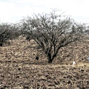 Sequía se agudiza en la Zona Sierra de Durango