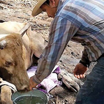 Peligran más de 100 mil cabezas de Ganado en Quintana Roo por sequía