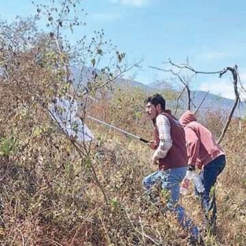 Invita GEM a productores agrícolas a combatir plagas en cultivos