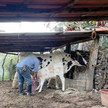 Emite GEM recomendaciones para cuidar a los animales de granja ante la ola de calor