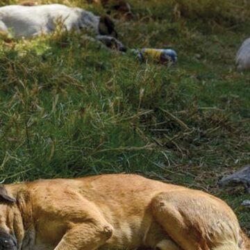 En Durango olas de calor provocan la muerte de cientos de perros callejeros