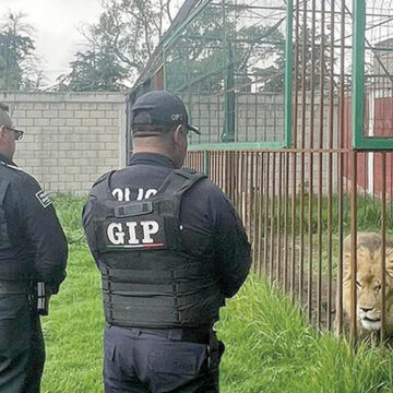 Autoridades decomisan a un león, machapes y perros en Zinacantepec