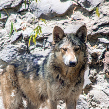 Continúa el trabajo de la Cepanaf para proteger al lobo gris en el Edoméx