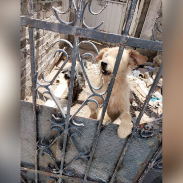 Son rescatados dos perritos en condiciones insalubres y de abandono