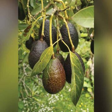 Hongo provoca pérdidas económicas en el cultivo de aguacate: Especialista de la UAEMéx