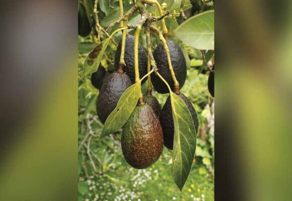 Hongo provoca pérdidas económicas en el cultivo de aguacate: Especialista de la UAEMéx