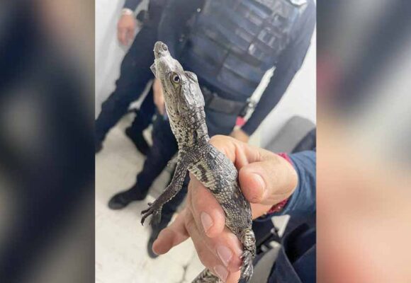 Como de película, encuentran cocodrilos en el Metro de la CDMX