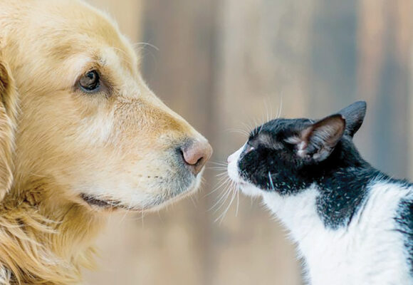 Proponen en el Senado frenar la explotación comercial de perros y gatos en el país