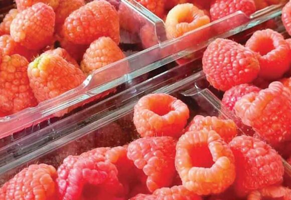 Se recupera la producción y exportaciones de berries mexicanas: Aneberries